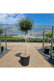 Syringa meyeri Palibin C20 Lit. Na steblu 80 cm