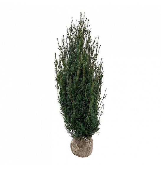 Taxus media Hicksii bala 160-180 cm extra