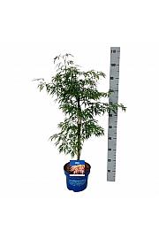 Acer pseudosieboldianum Ice Dragon® C5 Lit. 50-60 cm