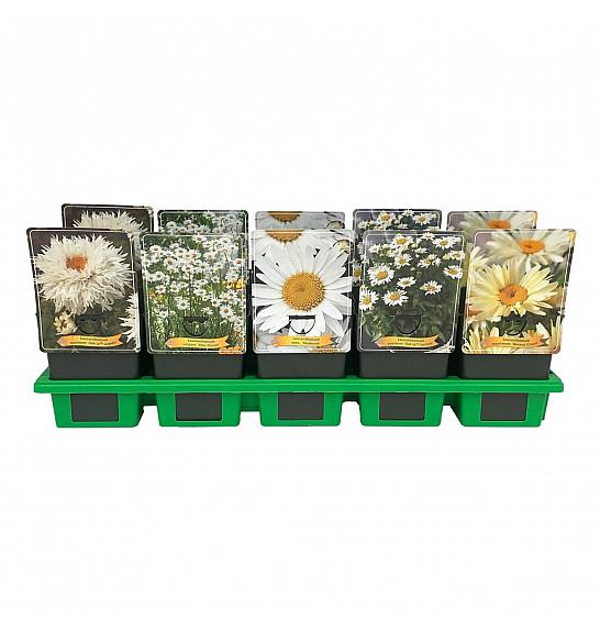 Leucanthemum mix Ø11