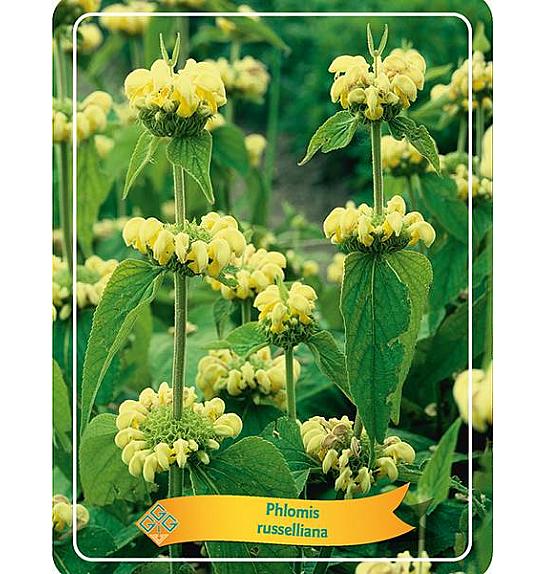 Phlomis russelliana Ø11