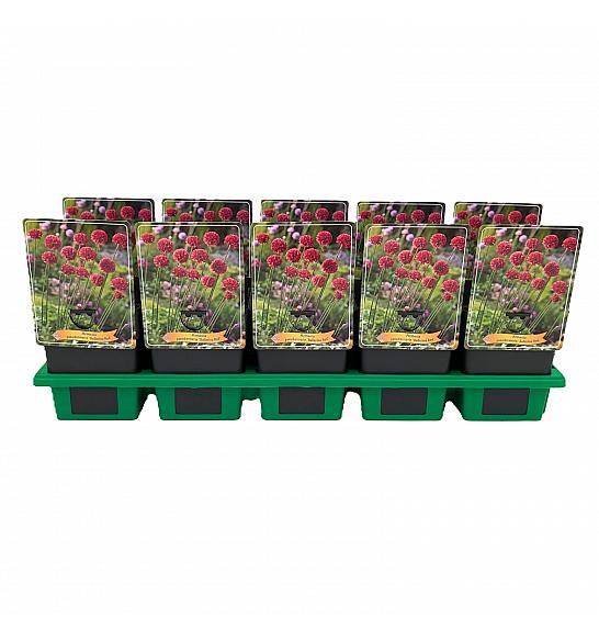 Armeria pseudarmeria Ballerina red Ø11