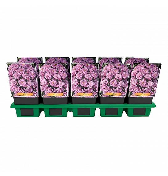 Aster Woods Pink Ø11