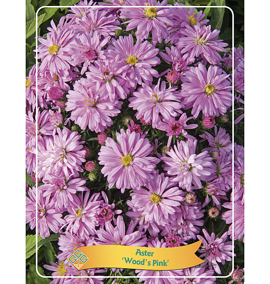 Aster Woods Pink Ø11