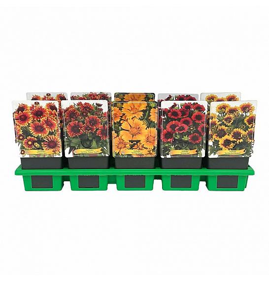 Gaillardia mix Ø11