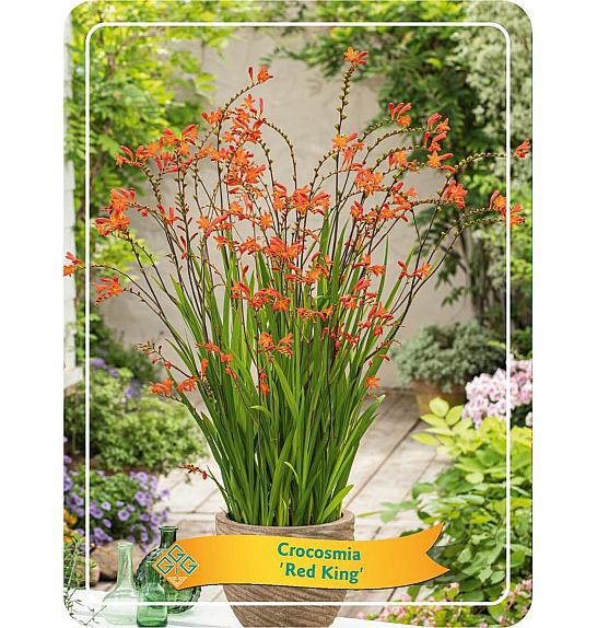 Crocosmia Red King Ø11