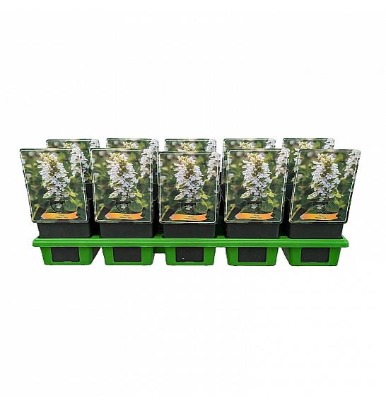 Ajuga reptans Alba Ø11