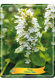 Ajuga reptans Alba Ø11