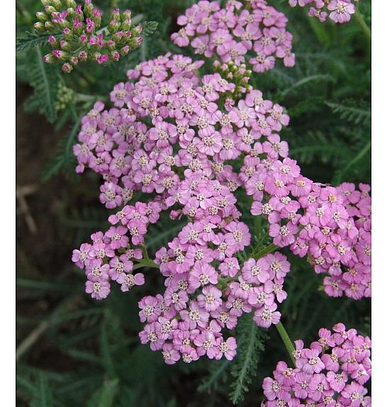 Achillea millefolium Lilac Beauty Ø11