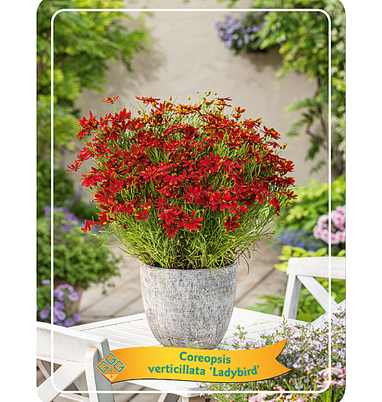Coreopsis verticillata Ladybird Ø11
