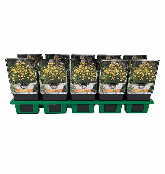 Coreopsis verticillata Zagreb Ø11