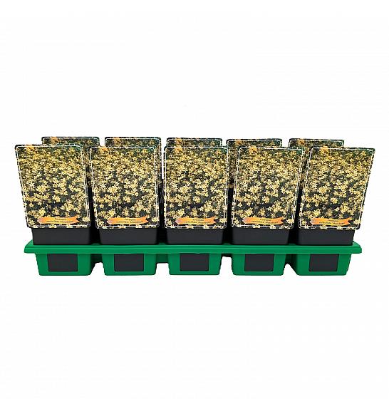 Coreopsis verticillata Moonbeam Ø11