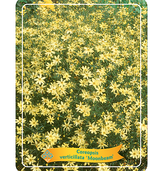 Coreopsis verticillata Moonbeam Ø11