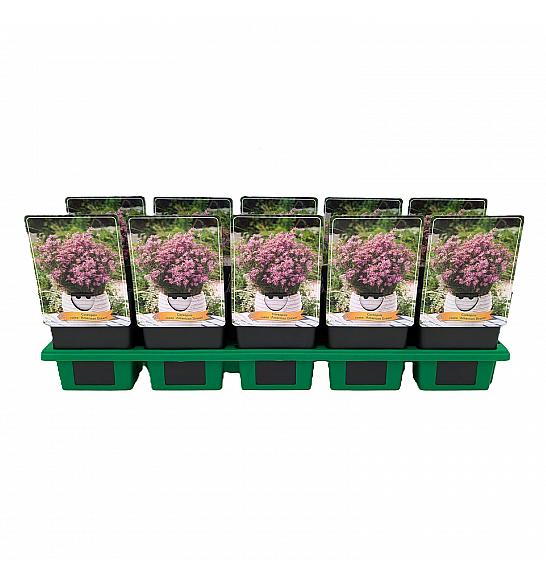 Coreopsis rosea American Dream Ø11