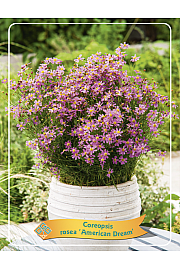 Coreopsis rosea American Dream Ø11