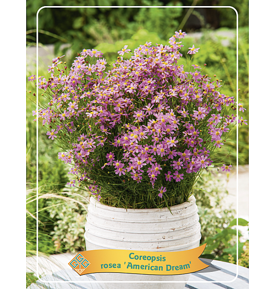 Coreopsis rosea American Dream Ø11
