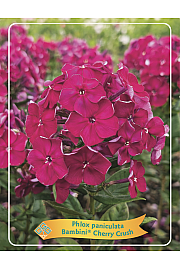 Phlox paniculata Bambini® Cherry Crush Ø11