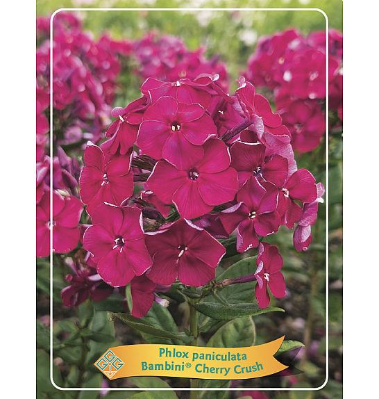 Phlox paniculata Bambini® Cherry Crush Ø11