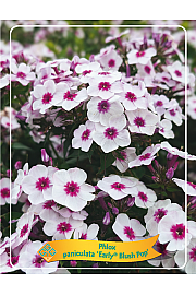 Phlox paniculata Early® Blush Pop Ø11