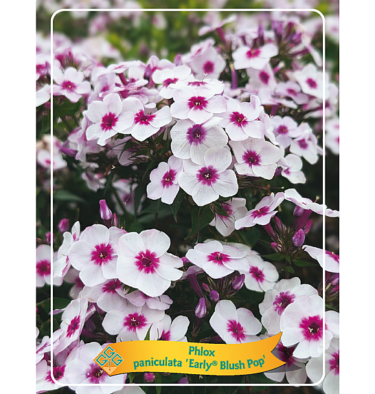 Phlox paniculata Early® Blush Pop Ø11