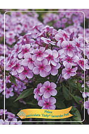 Phlox paniculata Early® Lavender Pop Ø11