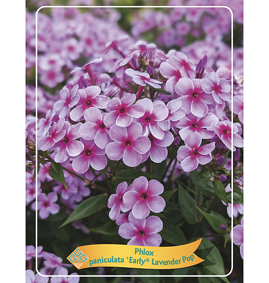 Phlox paniculata Early® Lavender Pop Ø11