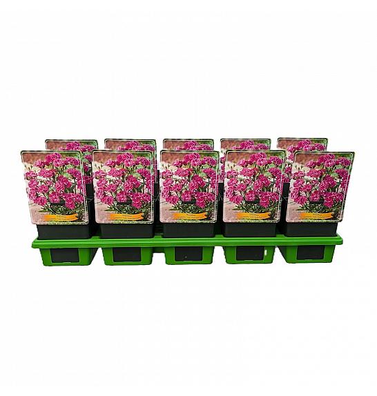 Dianthus caryophyllus Code ® Purple Dark Center Ø11