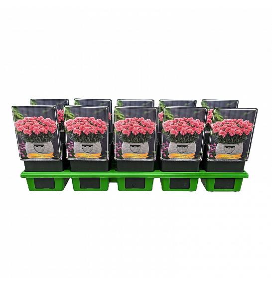 Dianthus caryophyllus Code ® Salmon Ø11