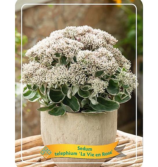 Sedum telephium La Vie en Rose Ø11