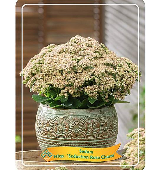 Sedum telephium Seduction Rose Charm Ø11