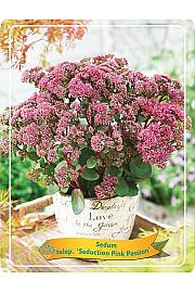 Sedum telephium Seduction Pink Passion Ø11