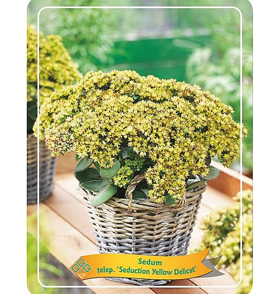 Sedum telephium Seduction Yellow Delicat Ø11