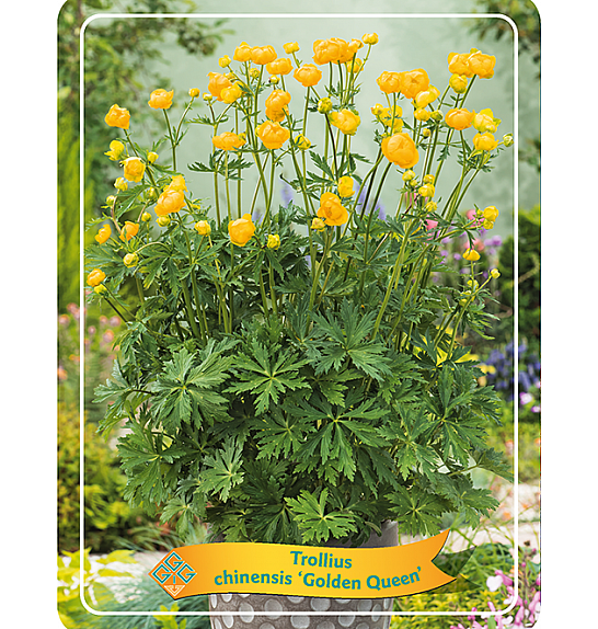 Trollius chinensis Golden Queen Ø11