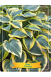 Hosta Abiqua First Frost Ø11
