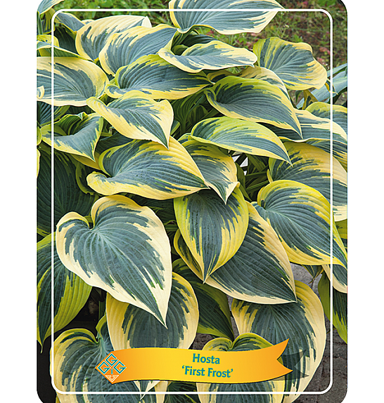 Hosta Abiqua First Frost Ø11