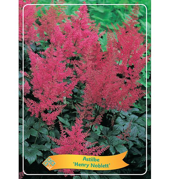 Astilbe Henry Noblett Ø11