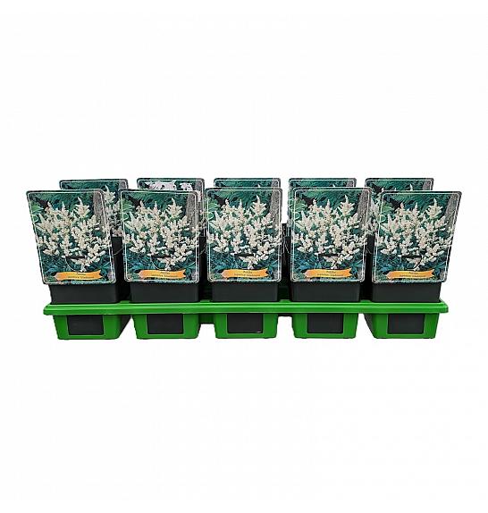 Astilbe japonica Gladstone Ø11