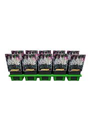 Astilbe chinensis Little Visions in White® Ø11