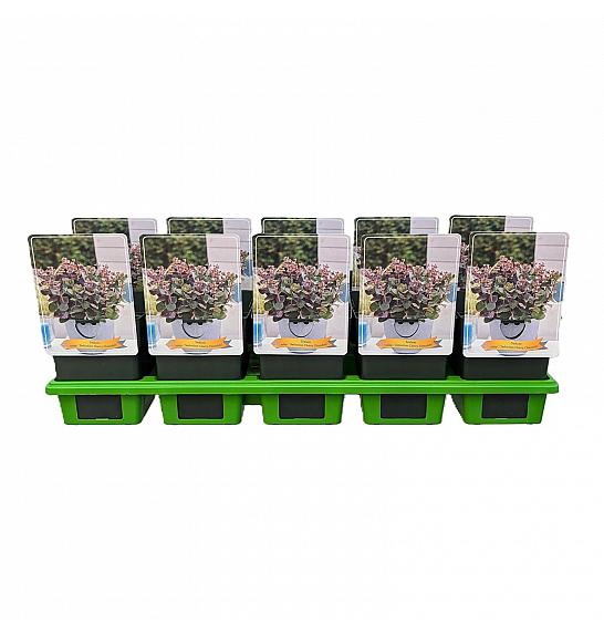 Sedum telephium Seduction Cherry Chocolate Ø11