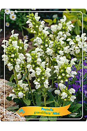 Prunella grandiflora Alba Ø11