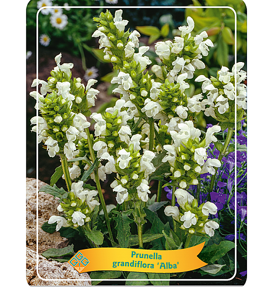 Prunella grandiflora Alba Ø11