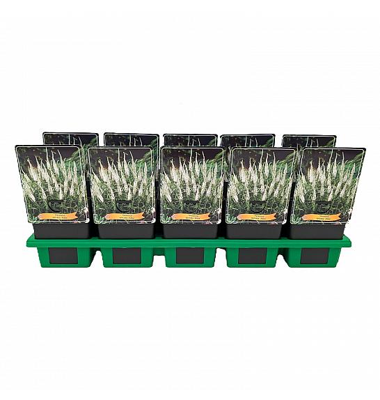 Veronica spicata AlbaØ11