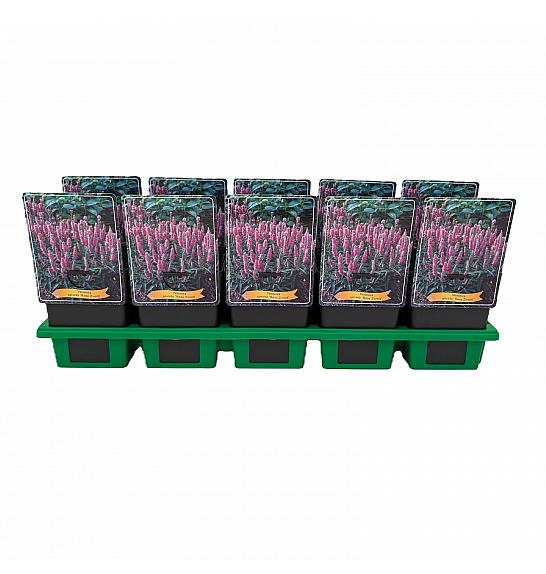 Veronica spicata Rosa Zwerg Ø11