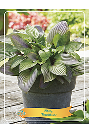Hosta First Blush Ø11