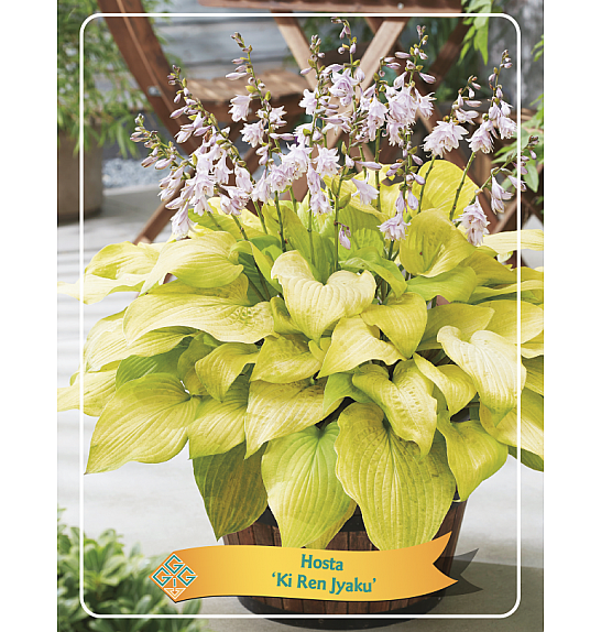 Hosta Ki Ren Jyaku Ø11