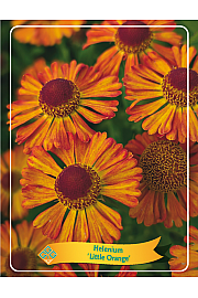 Helenium Little Orange Ø11