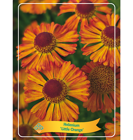 Helenium Little Orange Ø11