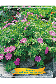 Geranium sanguineum Vision Violet Ø11