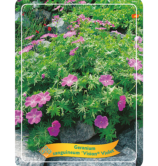 Geranium sanguineum Vision Violet Ø11