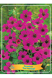 Geranium Red Admira lØ11
